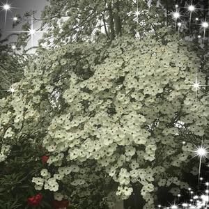 Meet your Posher, Nicki